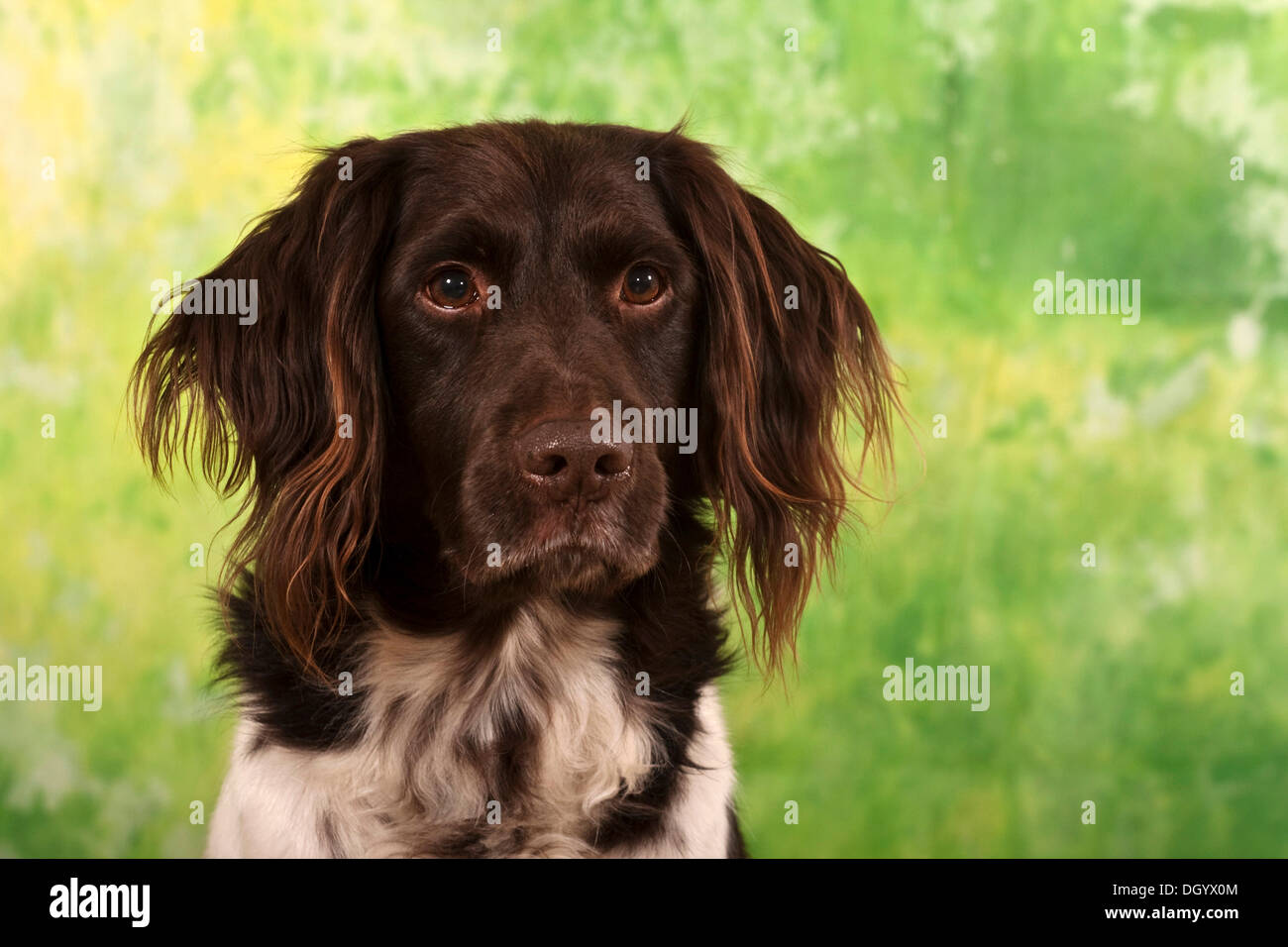 Small Muensterlaender, hunting dog, studio portrait Stock Photo