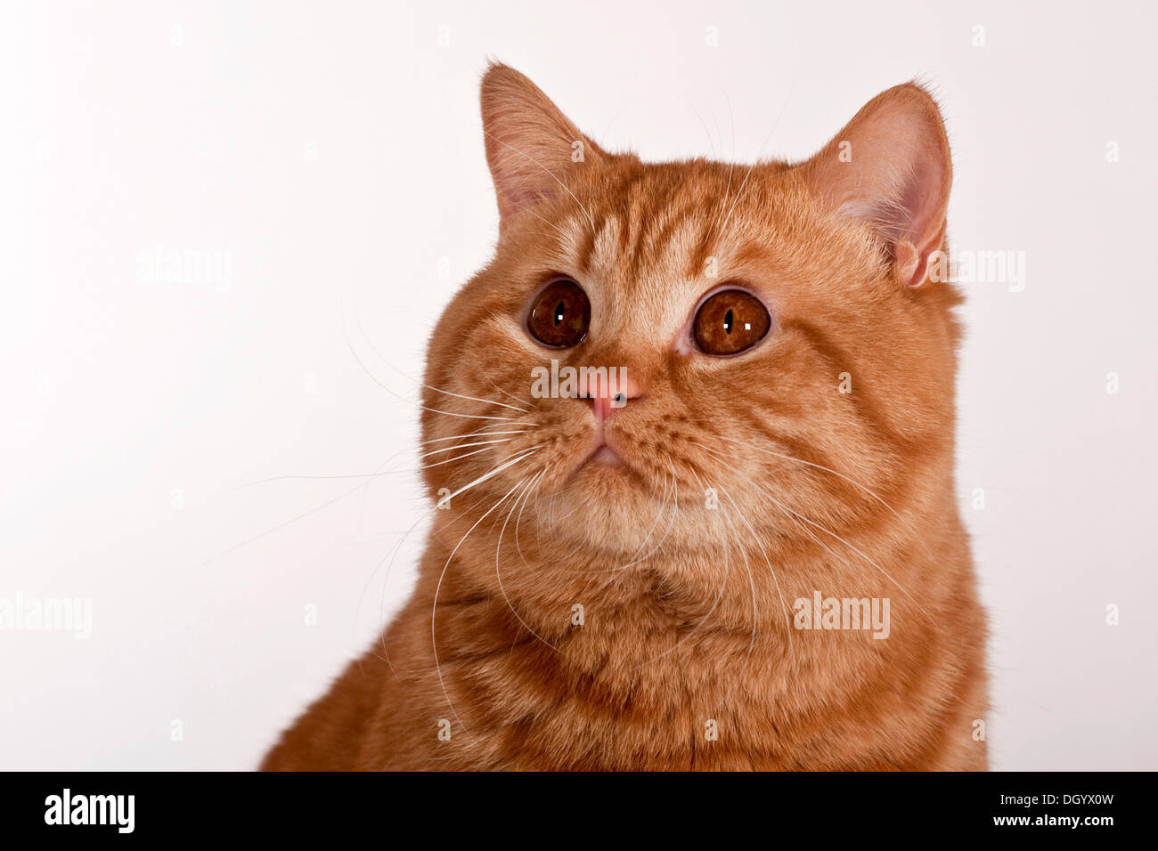 Red British Shorthair cat, studio portrait Stock Photo