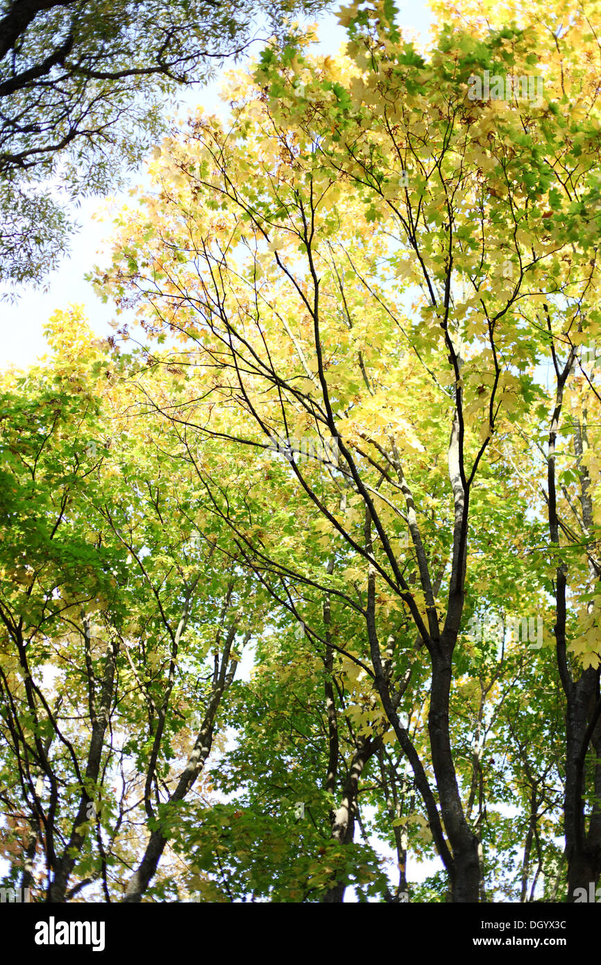 autumn leaves in the park Stock Photo - Alamy