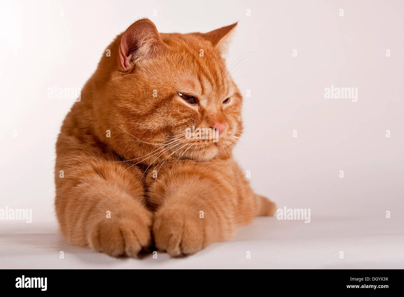 Red British Shorthair cat, studio portrait Stock Photo
