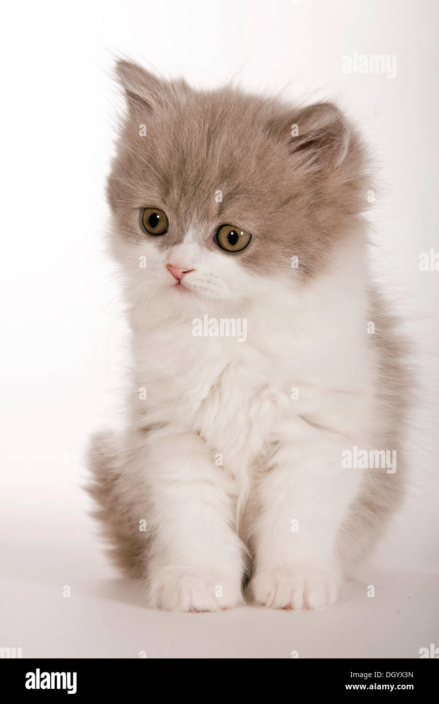 British longhair kitten, Highlander, in a studio Stock Photo