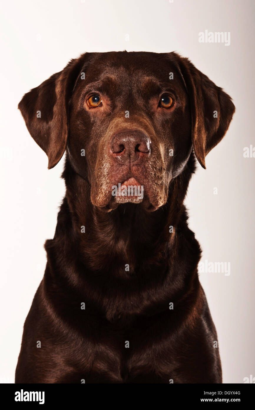 Brown Labrador, old dog, portrait Stock Photo