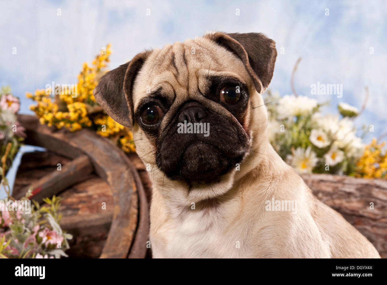 Pug dog, portrait Stock Photo