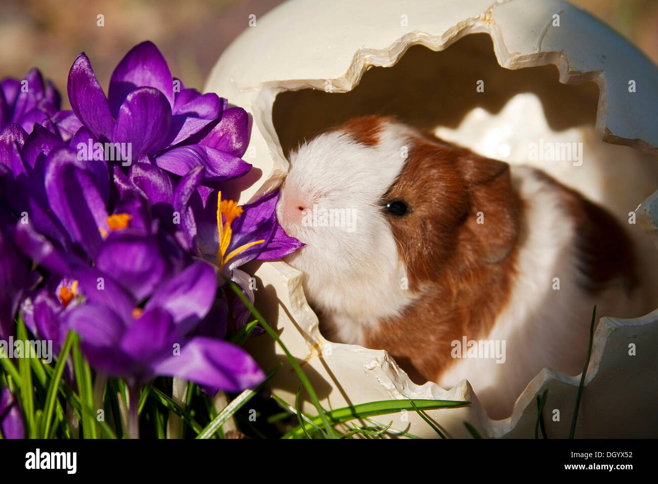 Young guinea pig (Cavia porcellus) in an egg in spring Stock Photo Alamy