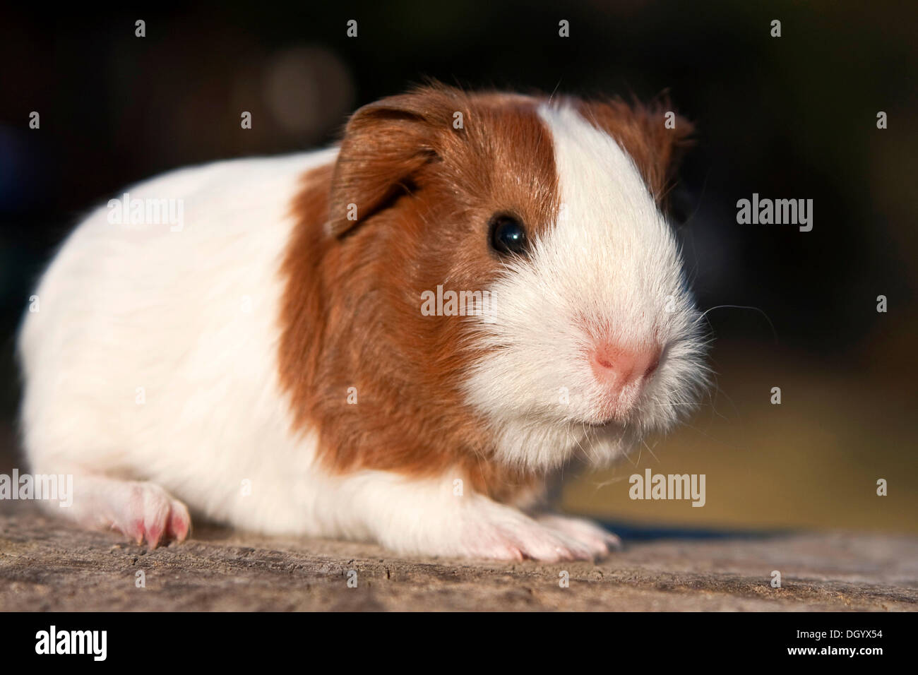 Young guinea pig (Cavia porcellus) Stock Photo