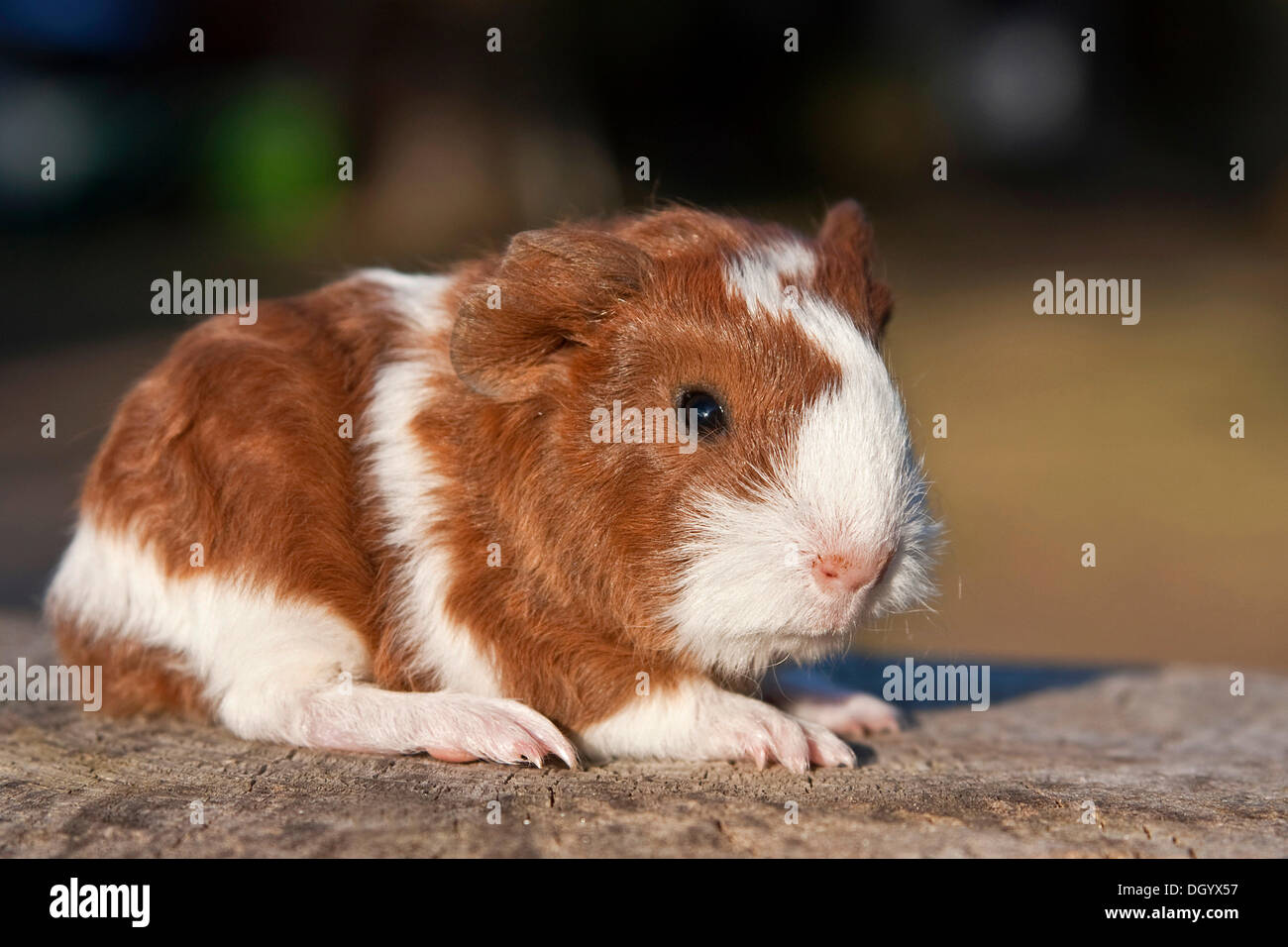 Young guinea pig (Cavia porcellus) Stock Photo