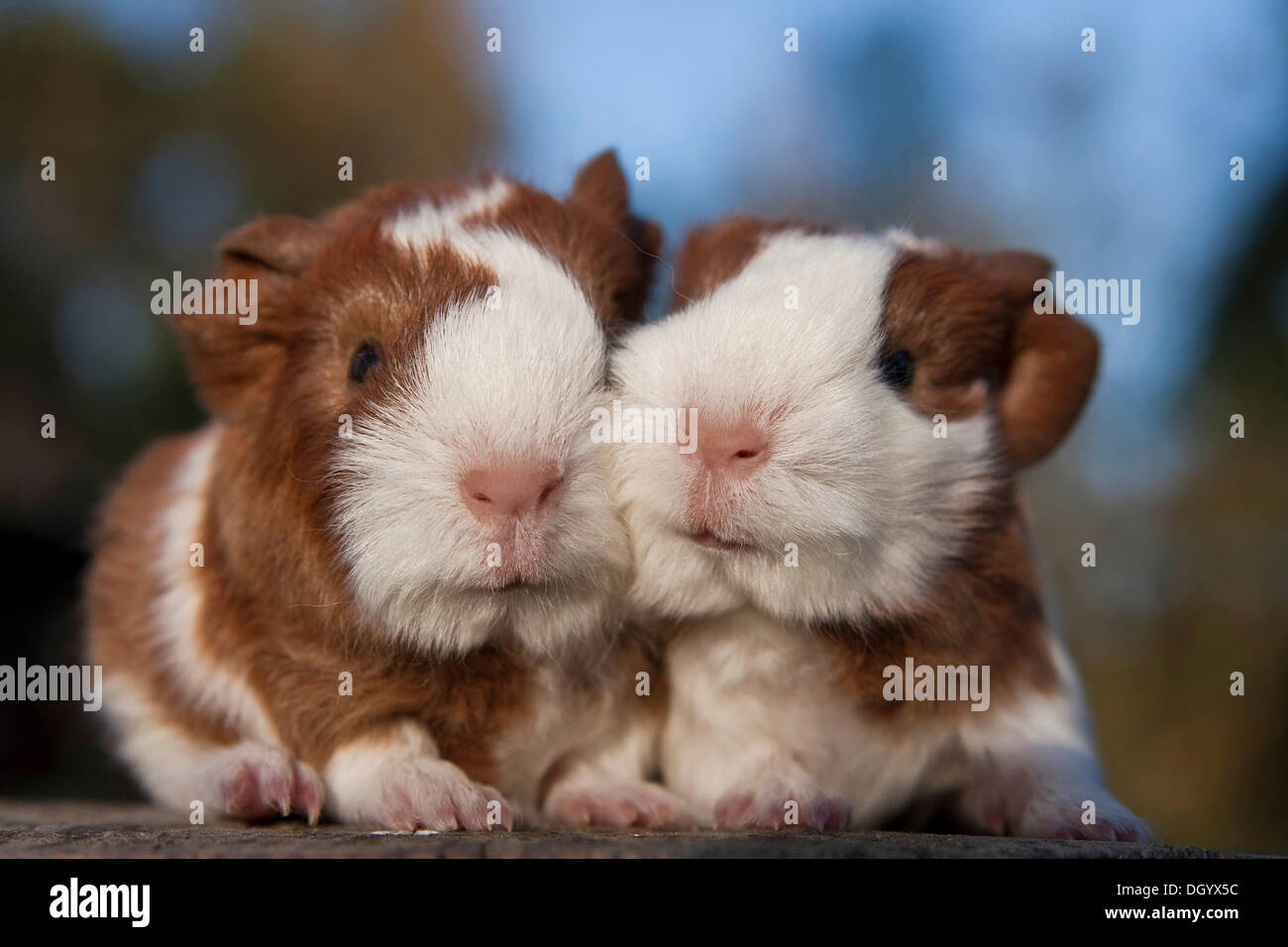 Two cuddling young guinea pigs (Cavia porcellus Stock Photo Alamy