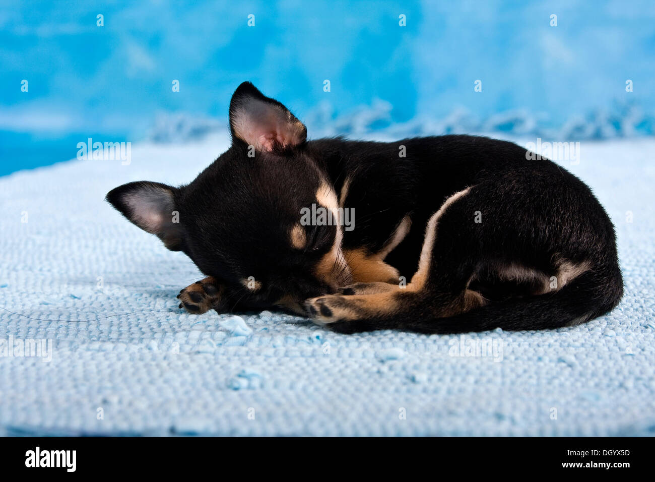 Sleeping Chihuahua puppy Stock Photo Alamy