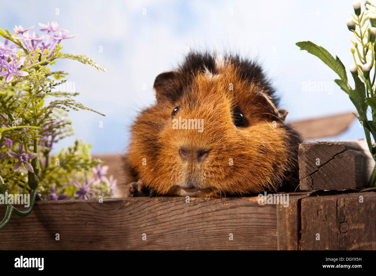 guinea-pig-teddy-hi-res-stock-photography-and-images-alamy