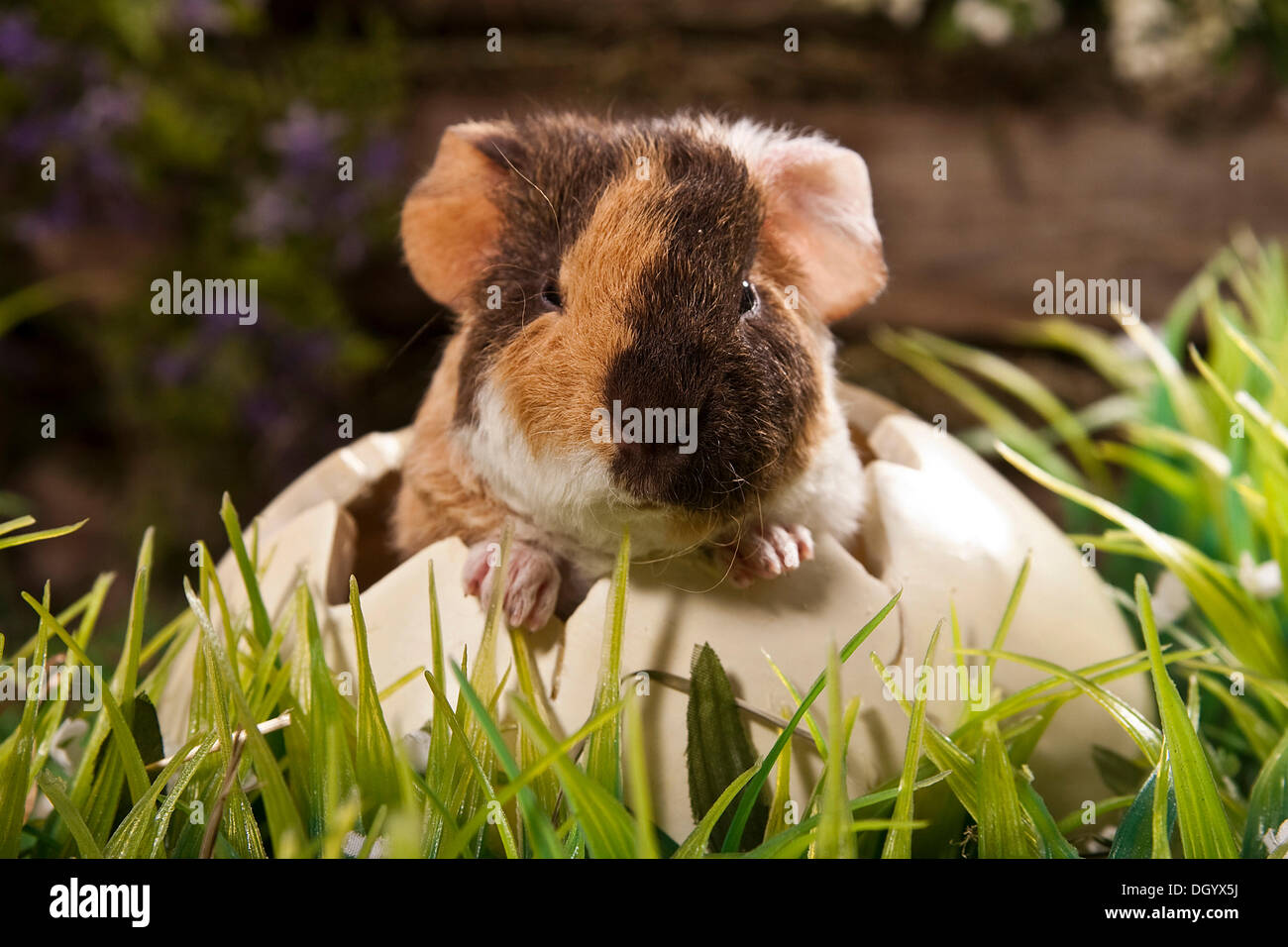 US Teddy guinea pig, young in an egg shell Stock Photo