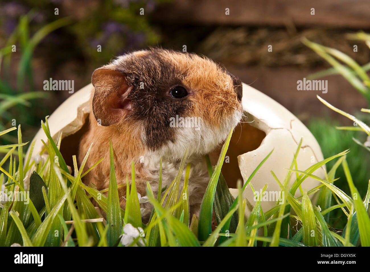 US Teddy guinea pig, young in an egg shell Stock Photo