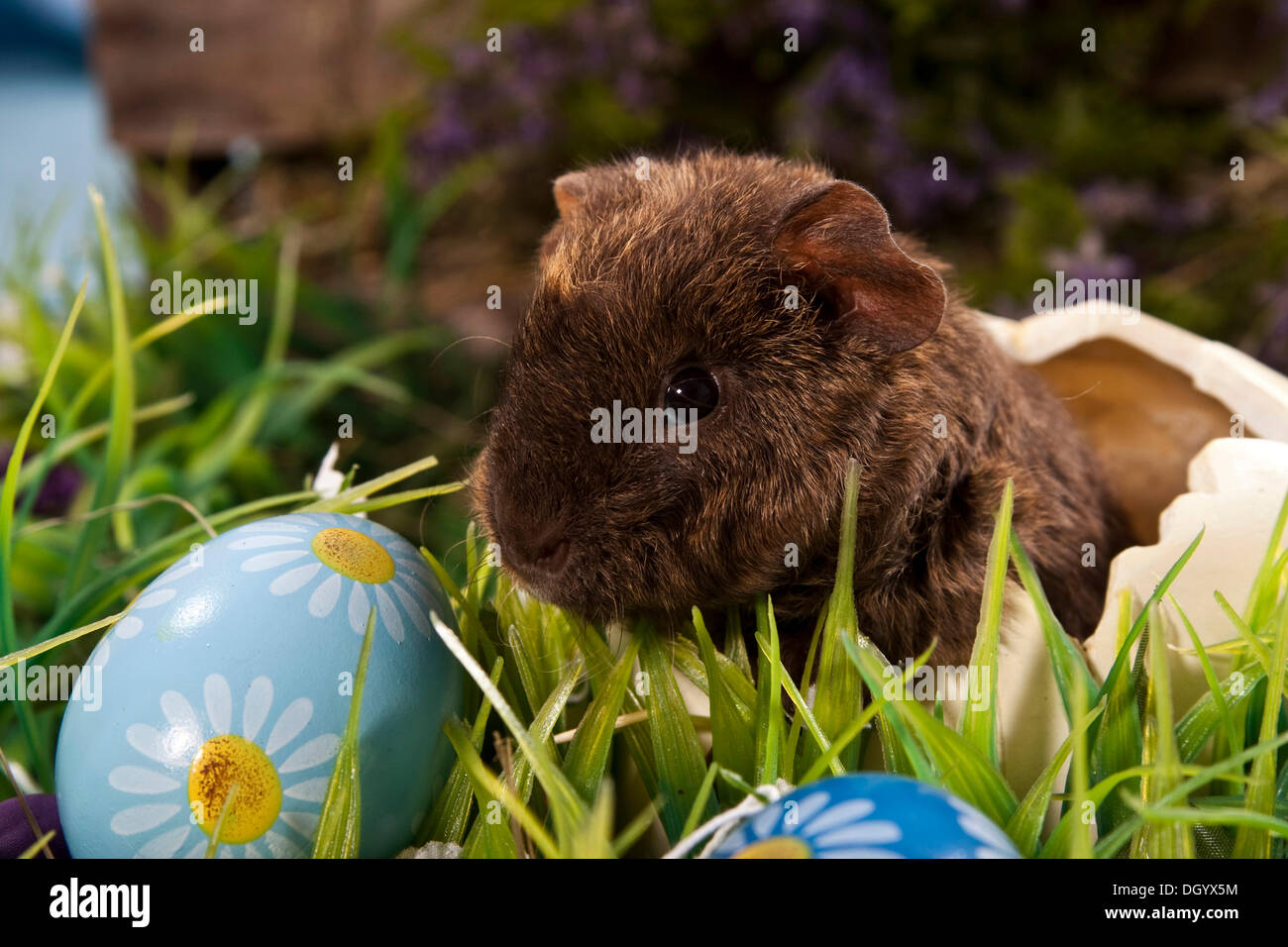US Teddy guinea pig, young in an egg shell and Easter eggs Stock Photo