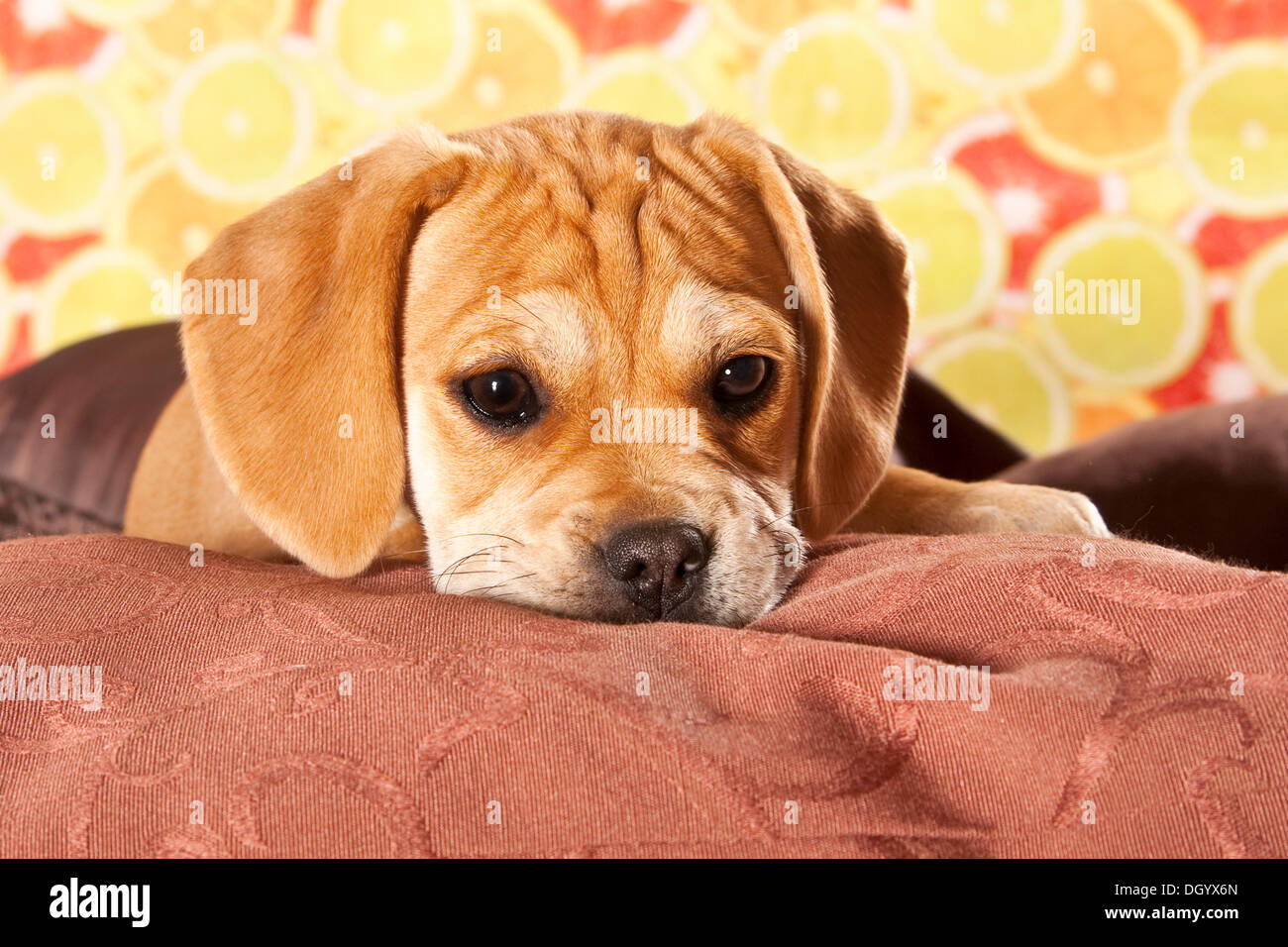 Designer dog hires stock photography and images Alamy