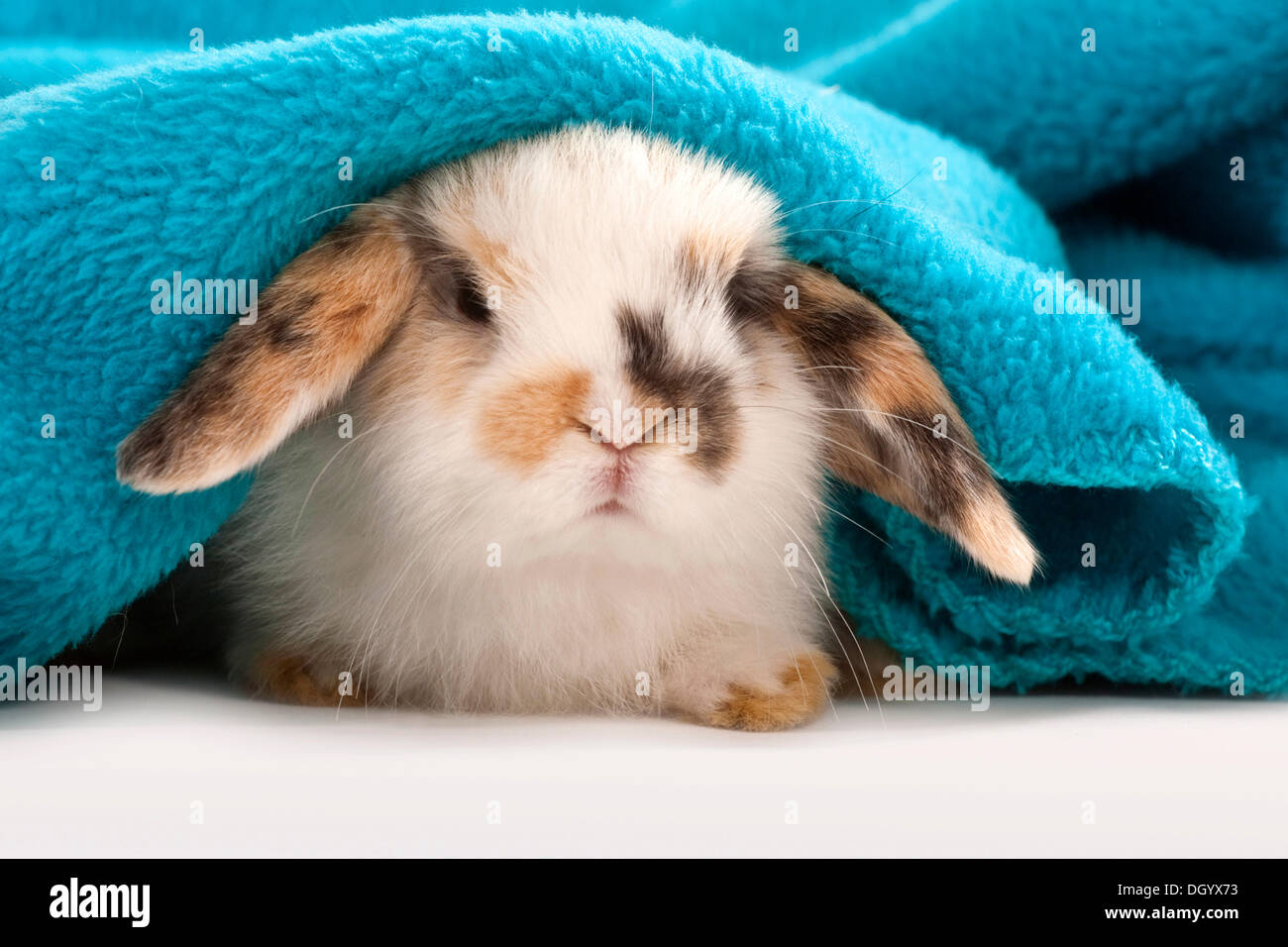 Young dwarf rabbit, dwarf ram, lying under blanket Stock Photo