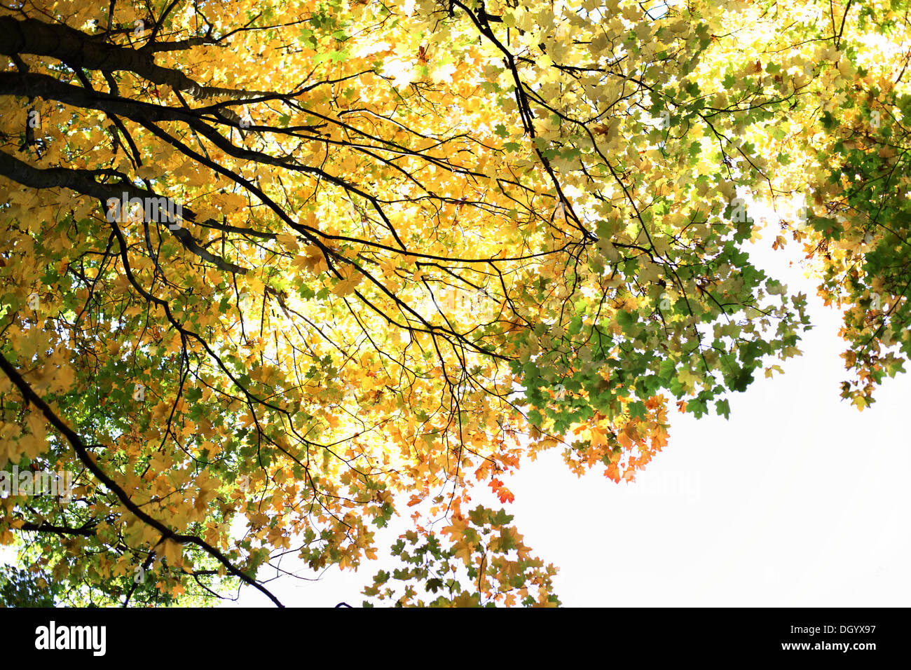 autumn leaves in the park Stock Photo - Alamy