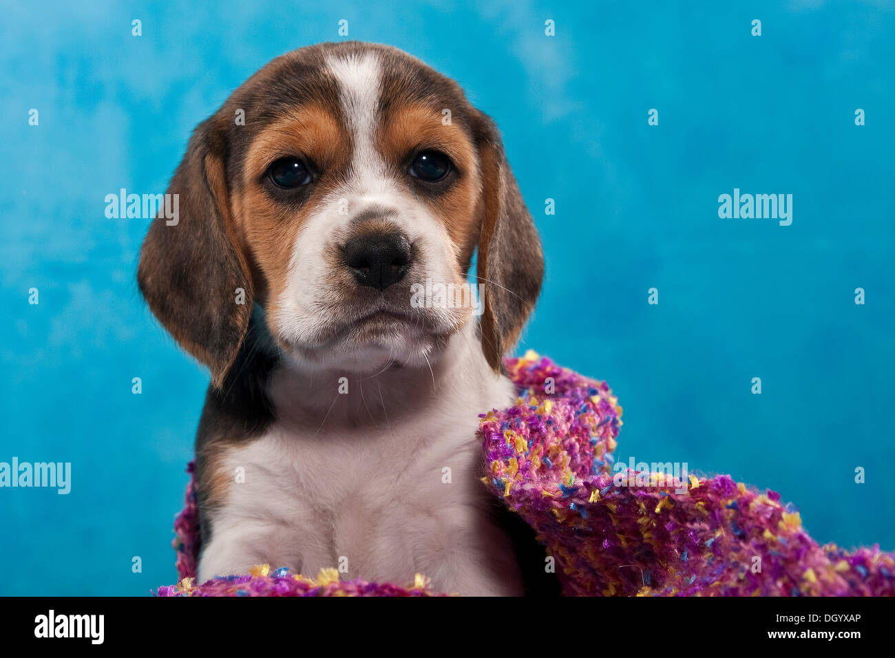 Beagle puppy, portrait, with a blanket Stock Photo
