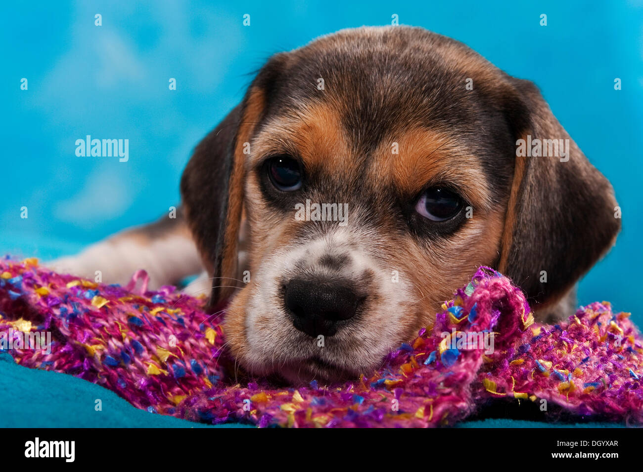 Beagle puppy, portrait Stock Photo