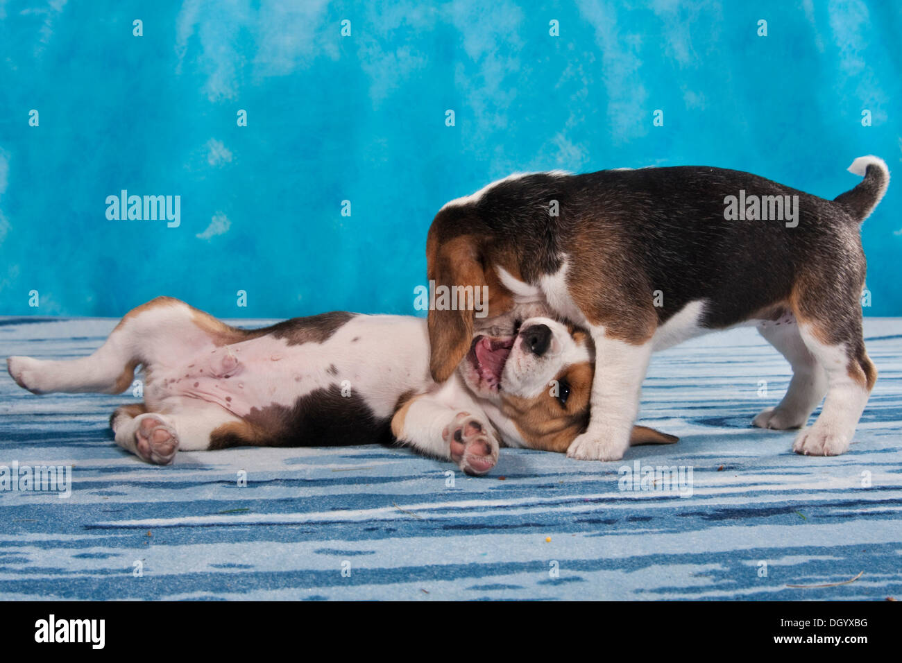 Beagle puppies playing Stock Photo Alamy