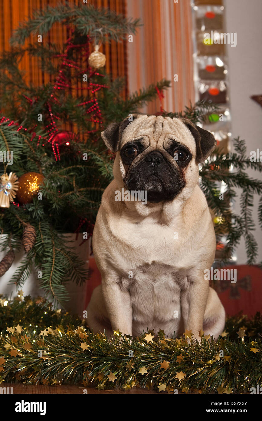Pug at Christmas Stock Photo