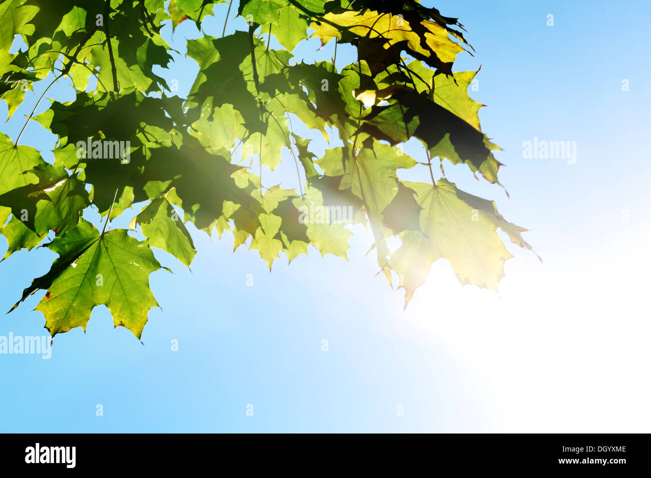 autumn leaves in the park Stock Photo - Alamy