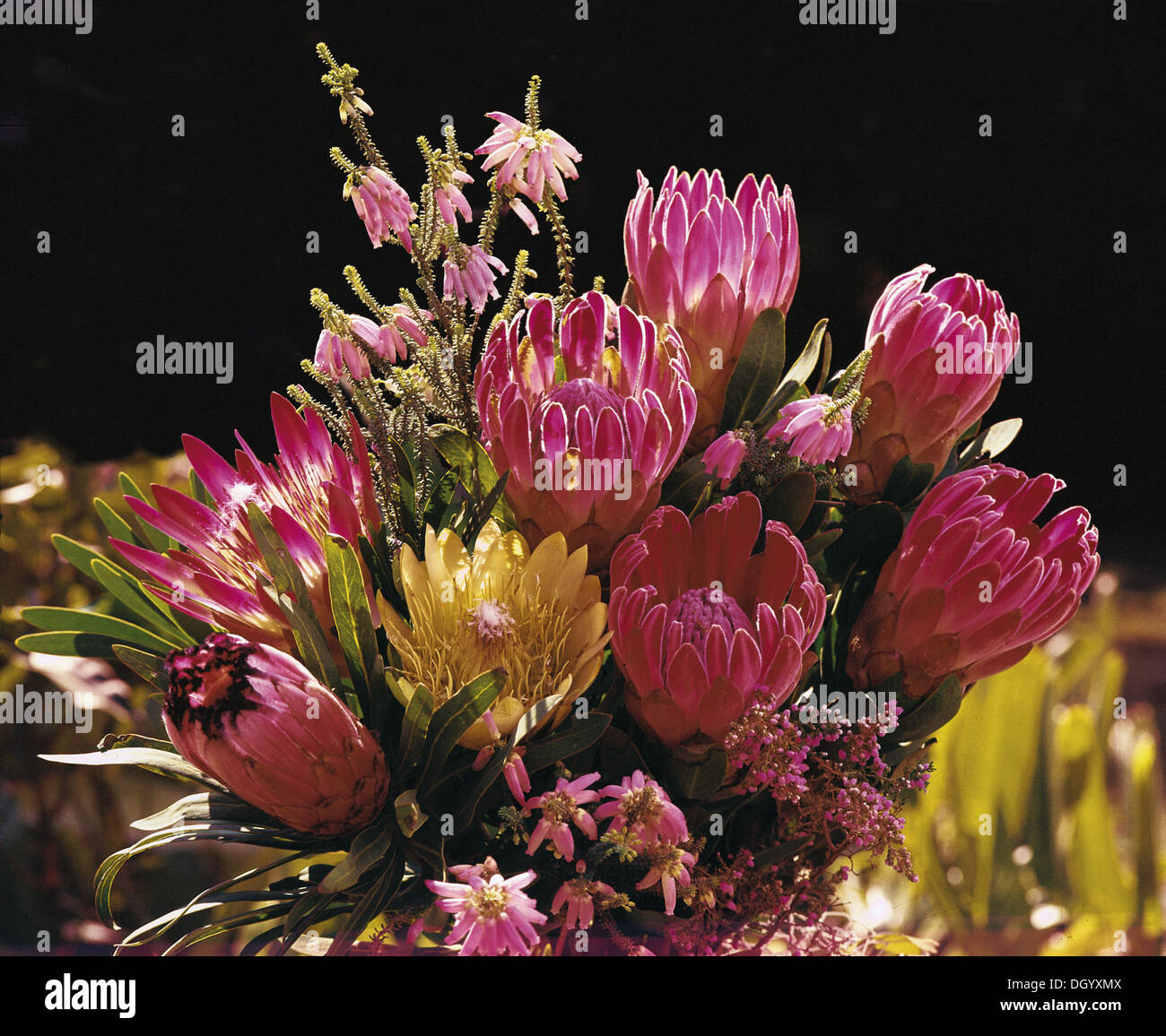 Proteas, South Africa Stock Photo Alamy