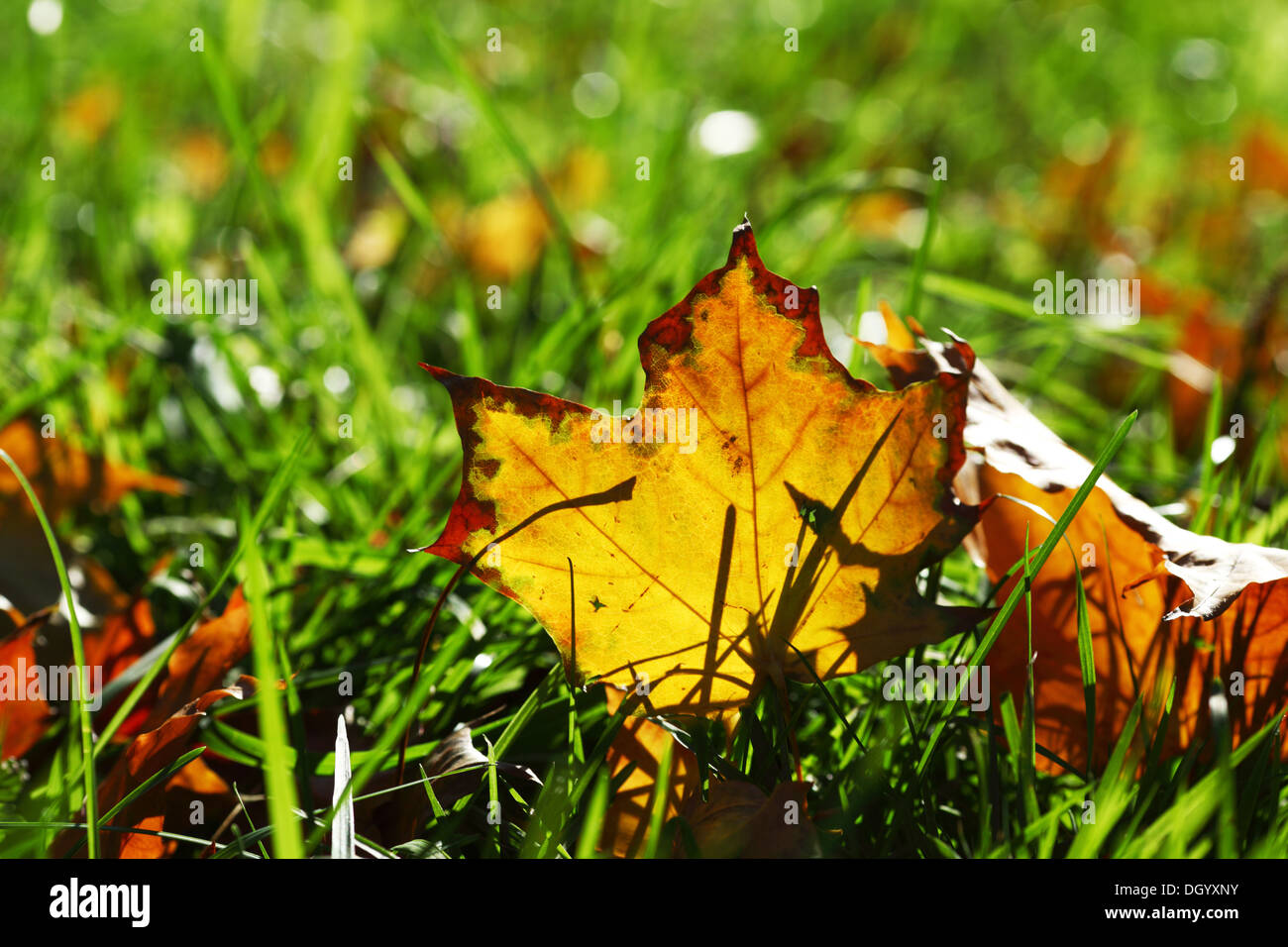 autumn leaves in the park Stock Photo - Alamy