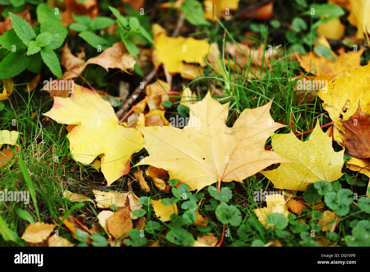 autumn leaves in the park Stock Photo - Alamy