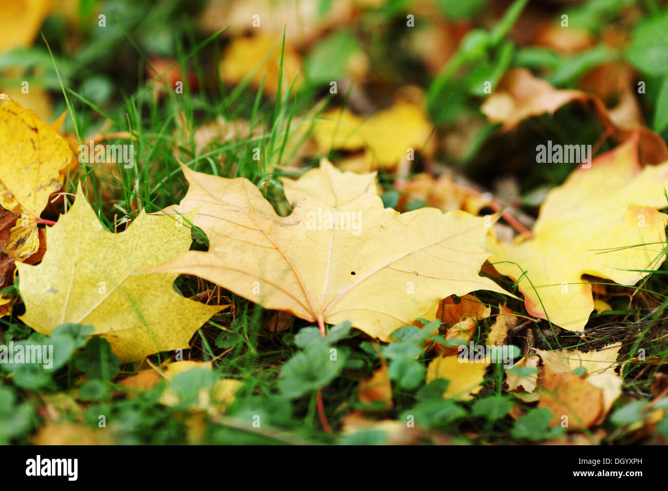 autumn leaves in the park Stock Photo - Alamy