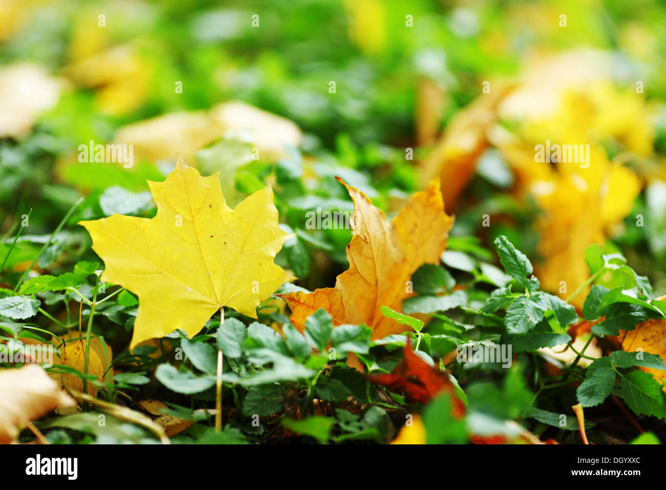 autumn leaves in the park Stock Photo - Alamy
