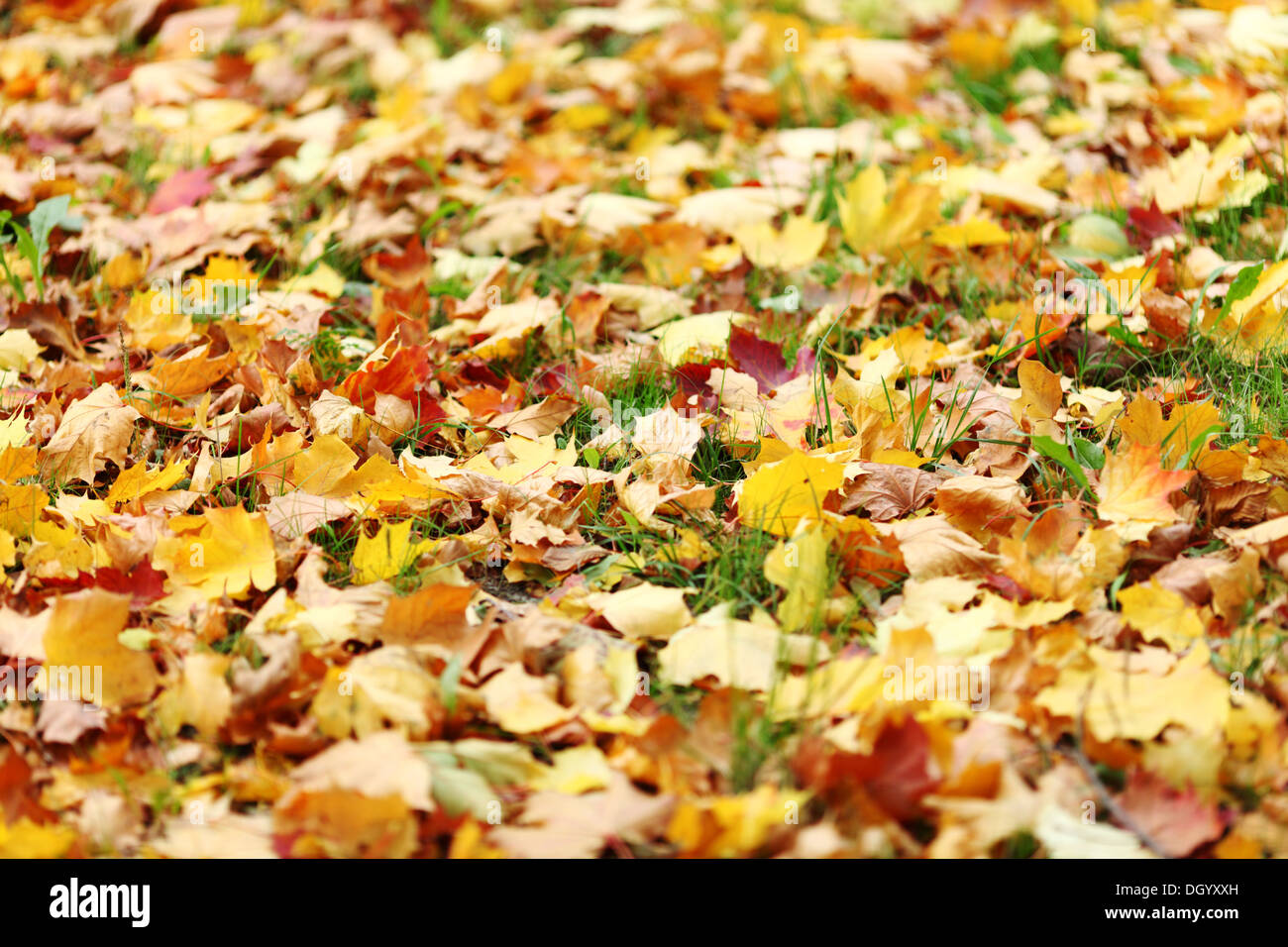 autumn leaves in the park Stock Photo - Alamy
