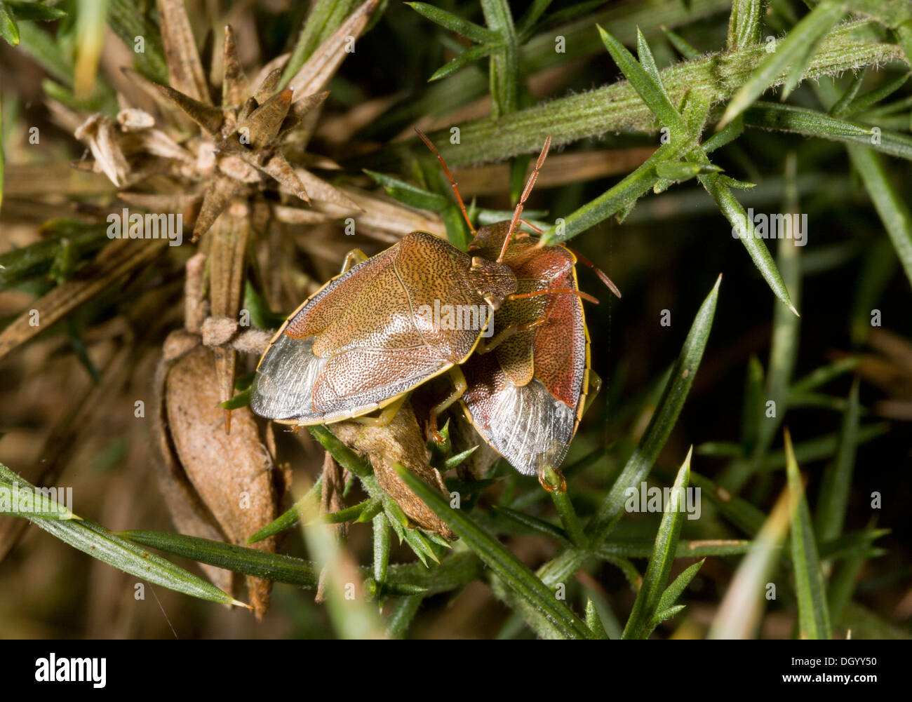 Gorse Shieldbug, Piezodorus lituratus on gorse bush, New Forest. Stock Photo