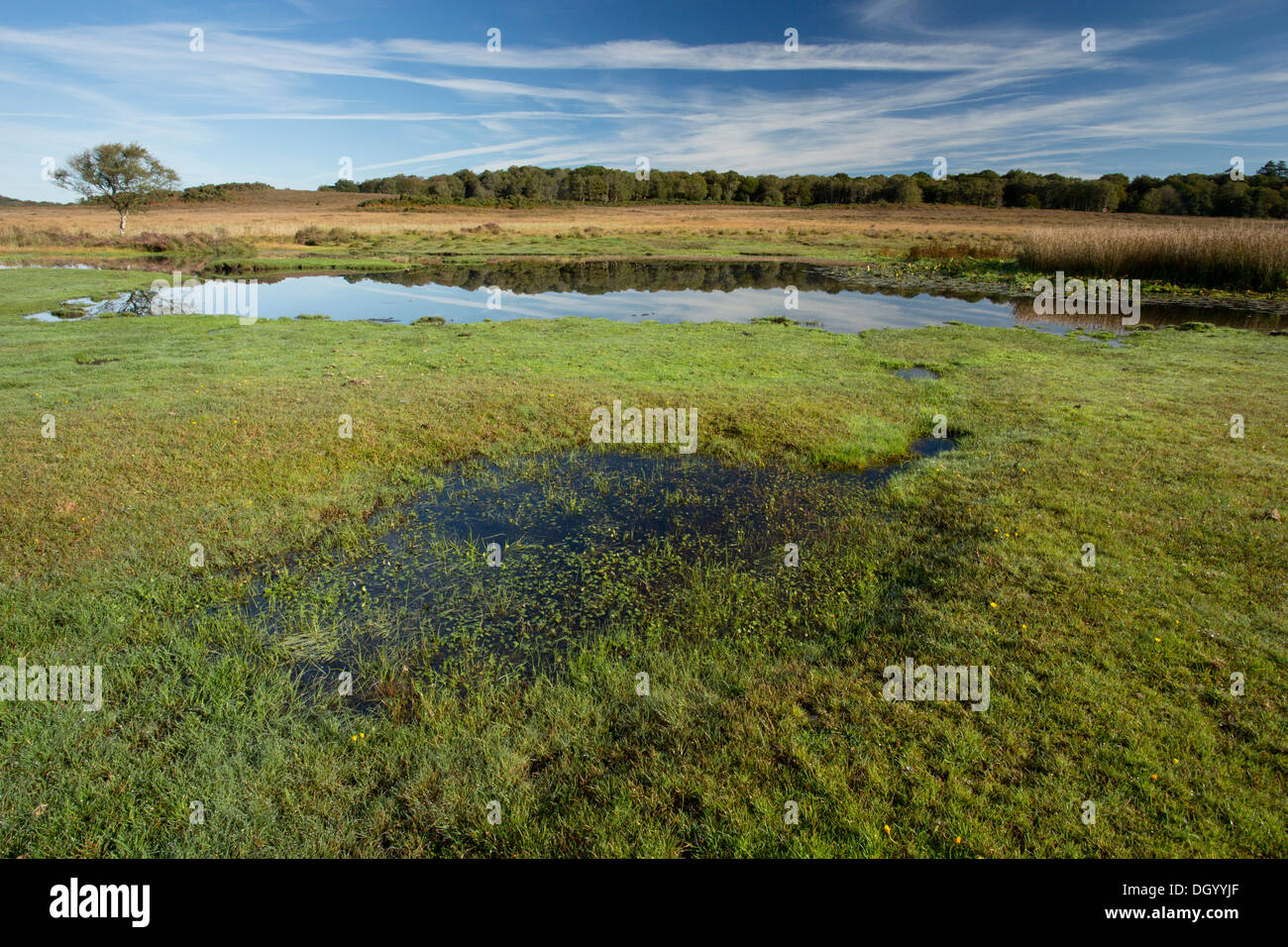A biodiverse New Forest Pond, Burley Moor East pond, with wet grassland, near Burley, Hampshire, England, UK Stock Photo
