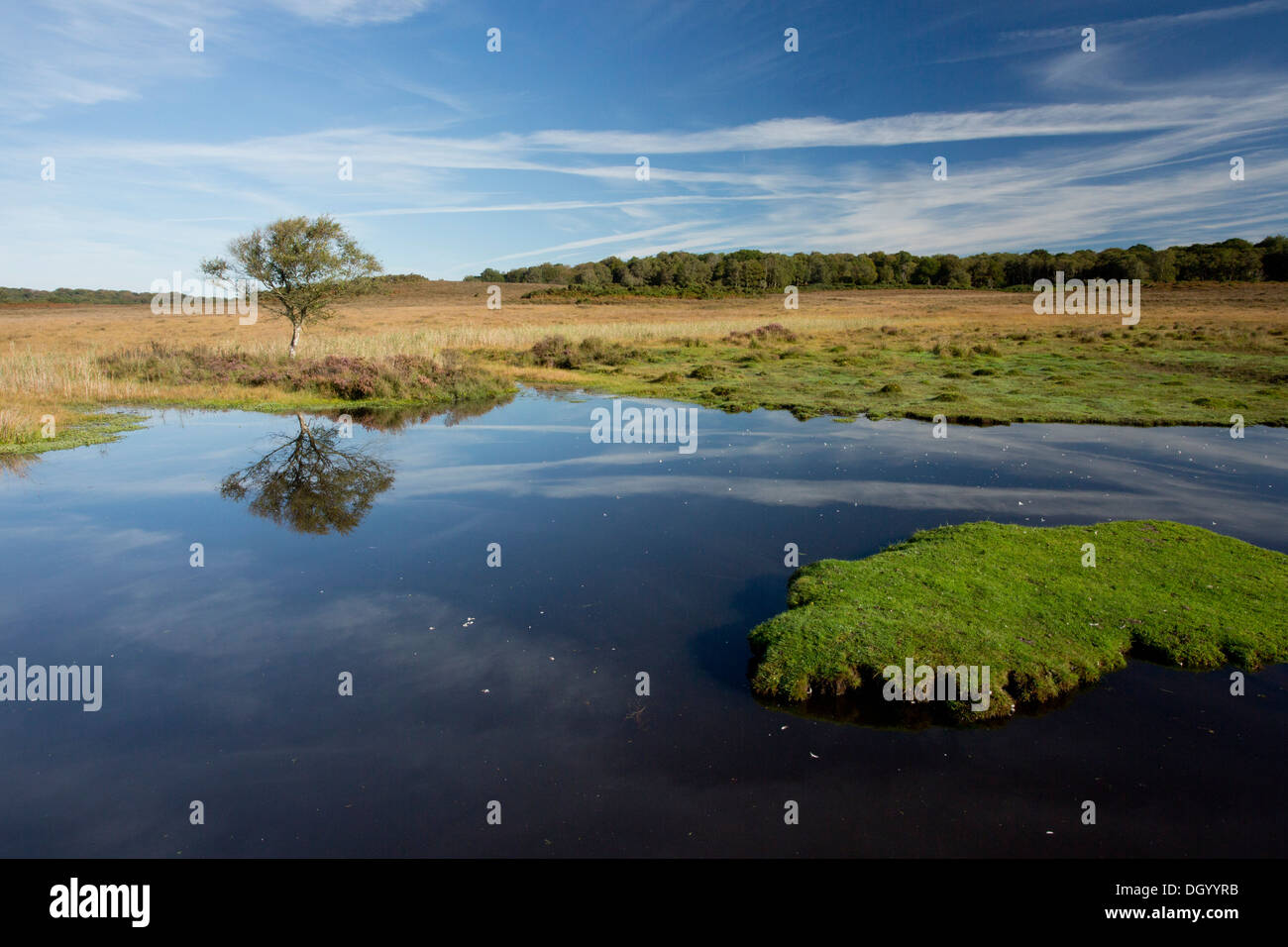A biodiverse New Forest Pond, Chubbs Farm Pond, near Burley, New Forest, Hampshire, England, UK Stock Photo
