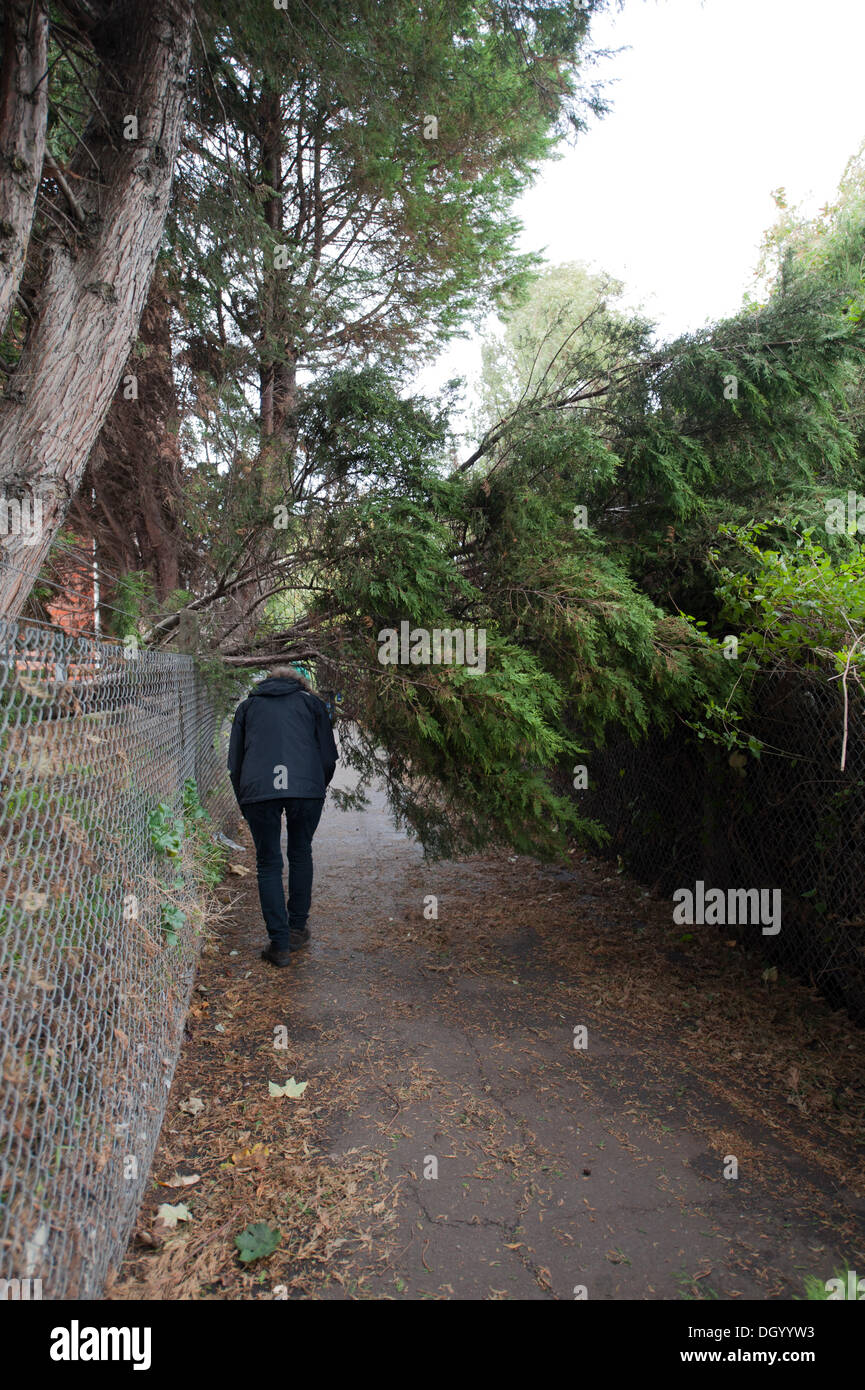 London, UK. 28th Oct, 2013 . Aftermath of early morning storm force wind gusts in SW London, fallen trees block a pedestrian footpath in Wimbledon. The storm, called St Jude, brought the windiest weather to hit the UK since 1987. Credit:  Malcolm Park editorial/Alamy Live News Stock Photo