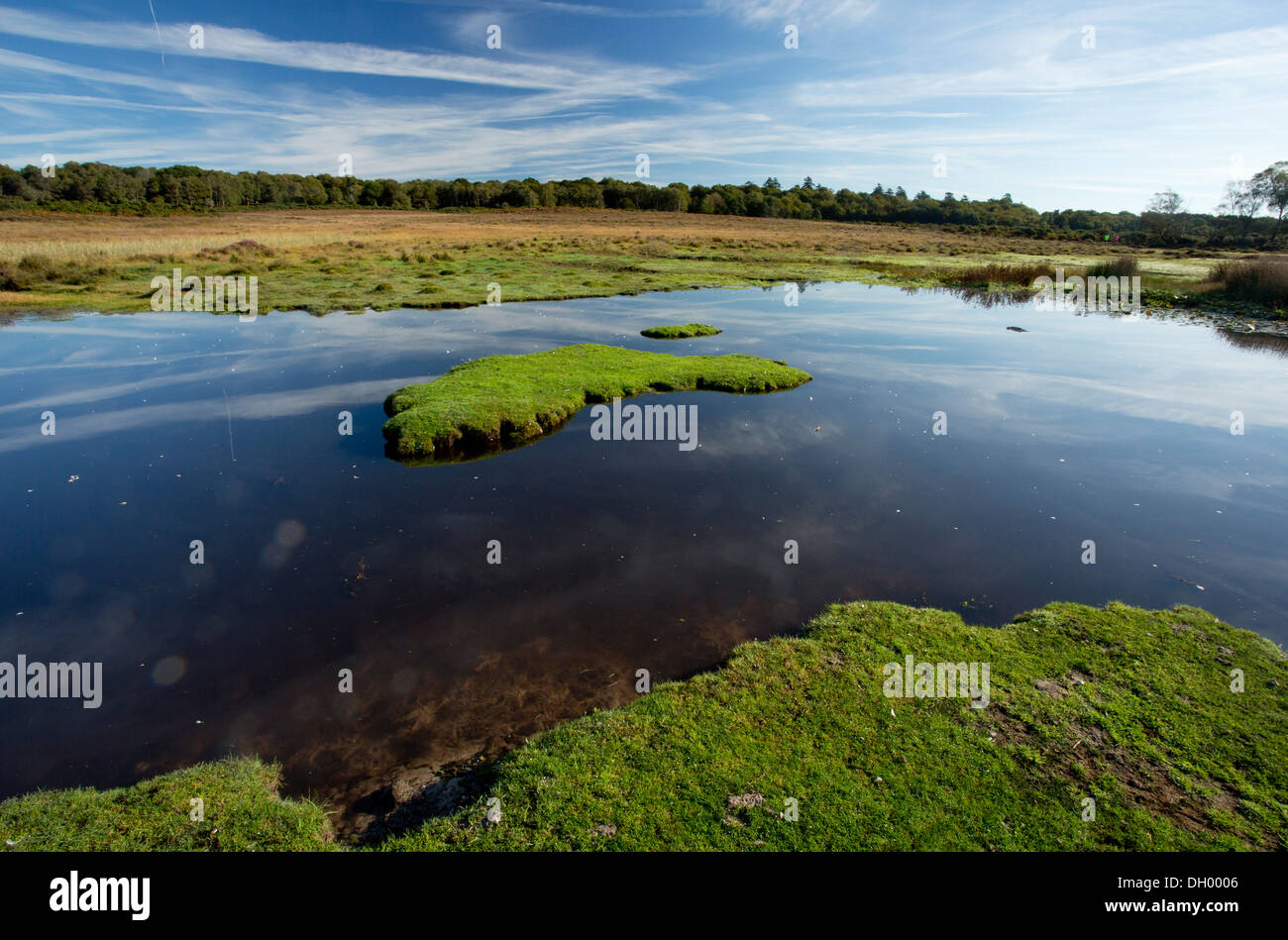 A biodiverse New Forest Pond, Chubbs Farm Pond, near Burley, New Forest, Hampshire, England, UK Stock Photo