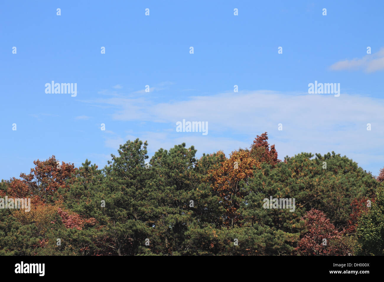 Beautiful foliage, blue skies Stock Photo