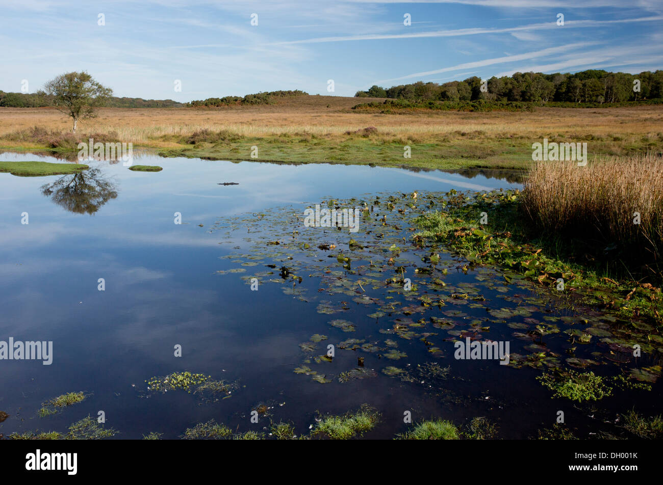 A biodiverse New Forest Pond, Burley Moor East pond, near Burley, Hants. Stock Photo