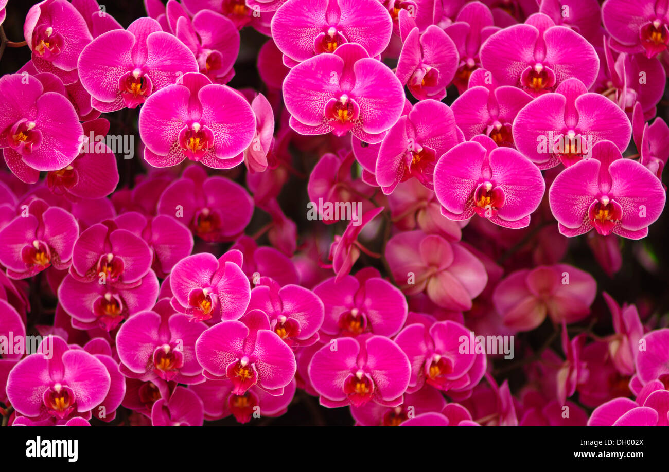 Pink orchids (Orchidaceae), cultivar, hybrids, flowers on exhibition at Keukenhof, Lisse, South Holland, The Netherlands Stock Photo