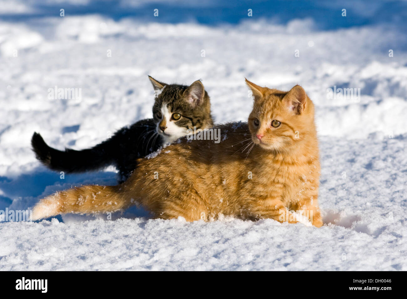 Young red and grey tabby domestic cats in the snow, North Tyrol, Austria, Europe Stock Photo