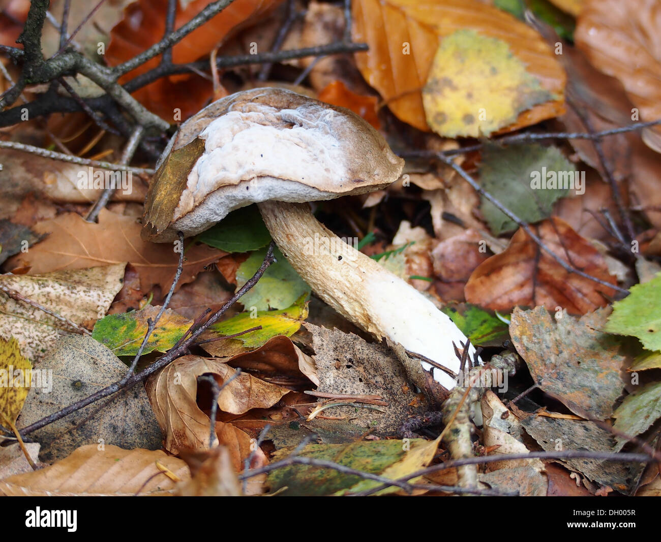 Fungi