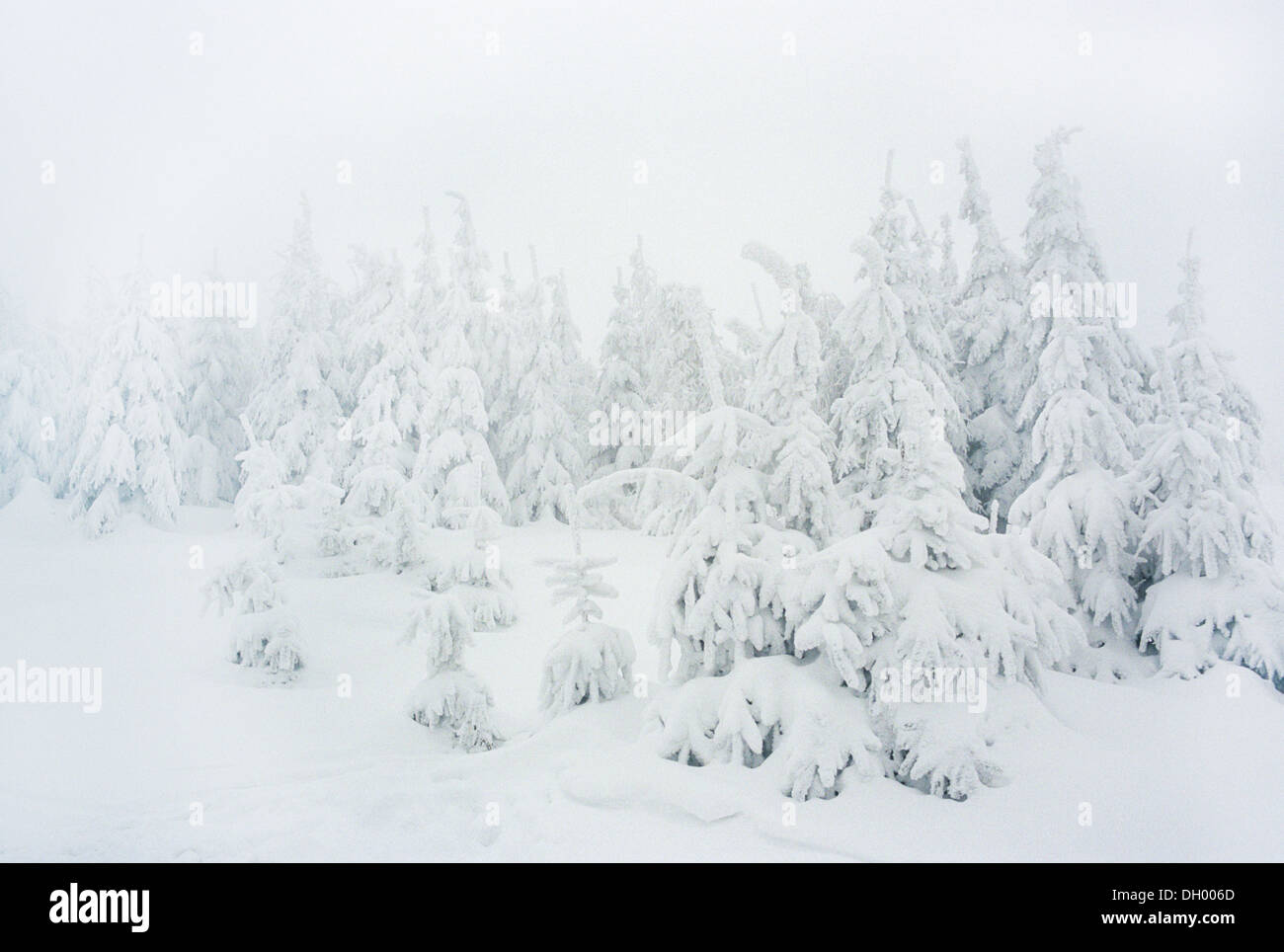 Snow covered trees, Beskidy mountains, Poland Stock Photo