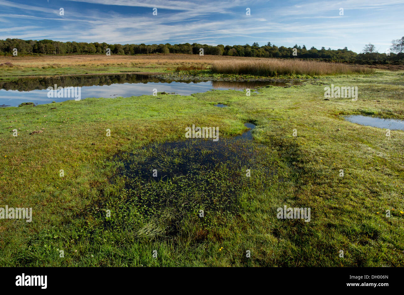 A biodiverse New Forest Pond, Burley Moor East pond, with wet grassland, near Burley, Hants. Stock Photo
