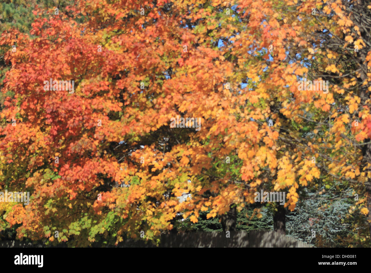 Beautiful foliage.  Changing colors of the leaves. Stock Photo