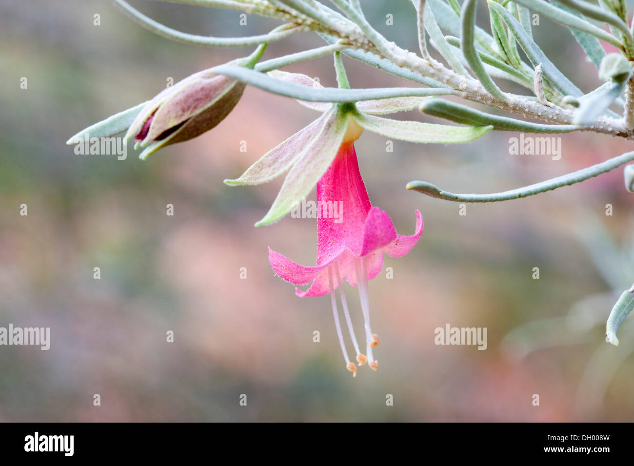 Emu Bush, Poverty Bush or Fuchsia Bush (Eremophila sp.), Kings Canyon, Watarrka National Park, Northern Territory, Australia Stock Photo