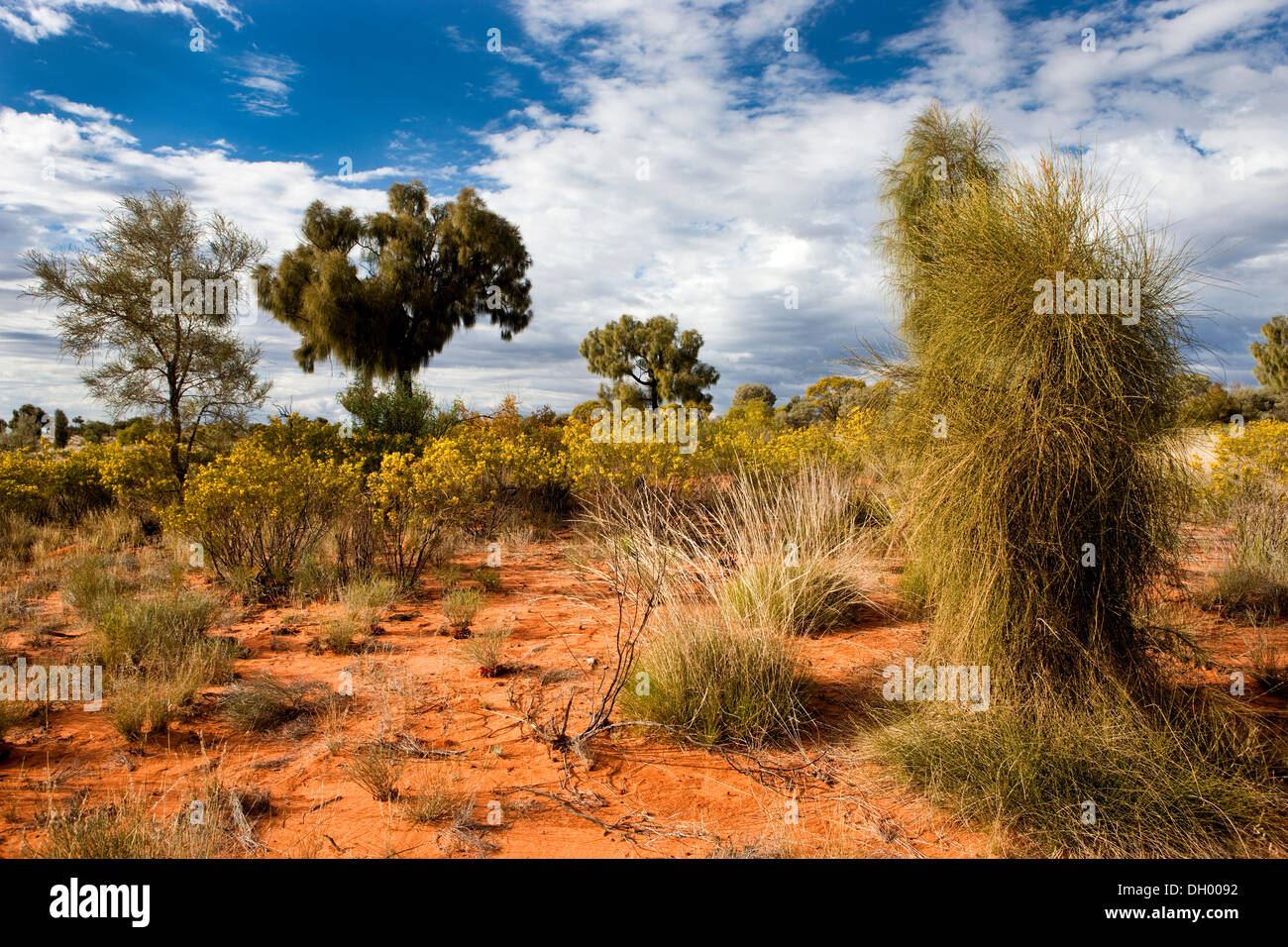 Vegetation in the outback, Northern Territory, Australia Stock Photo