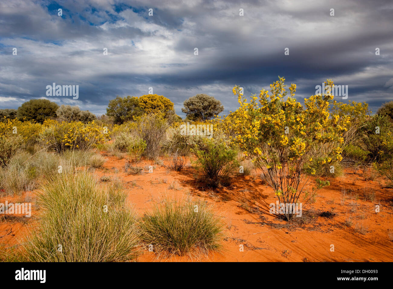 Vegetation in the outback, Northern Territory, Australia Stock Photo
