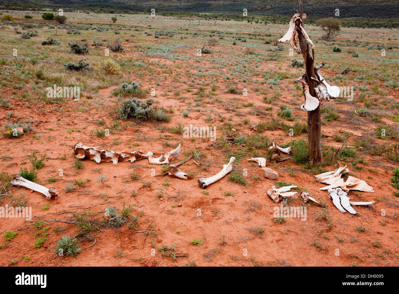 Camel bones in the outback, Northern Territory, Australia Stock Photo