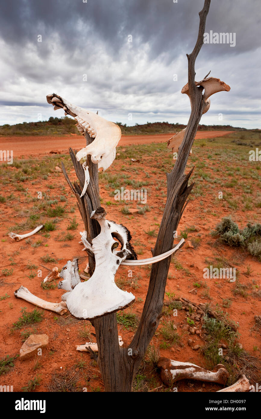 Camel bones in the outback, Northern Territory, Australia Stock Photo