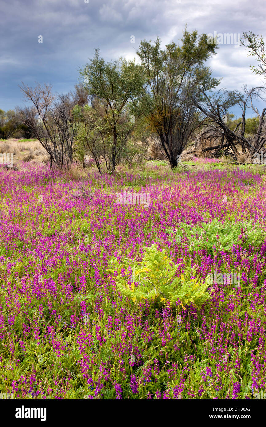 Blooming outback, Northern Territory, Australia Stock Photo