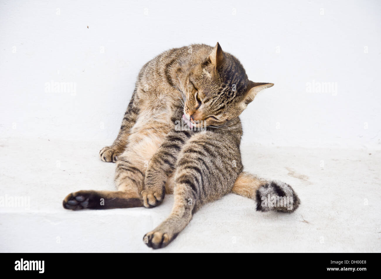 cat cleaning itself for hygiene Stock Photo Alamy